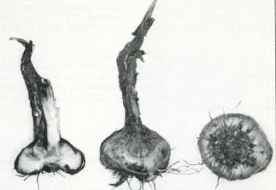 Small black structures (sclerotia)<br>
are embedded in dead tissue.